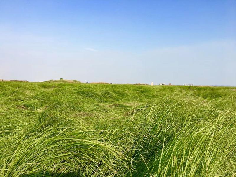 鄱阳湖大草原景区几月份去最好