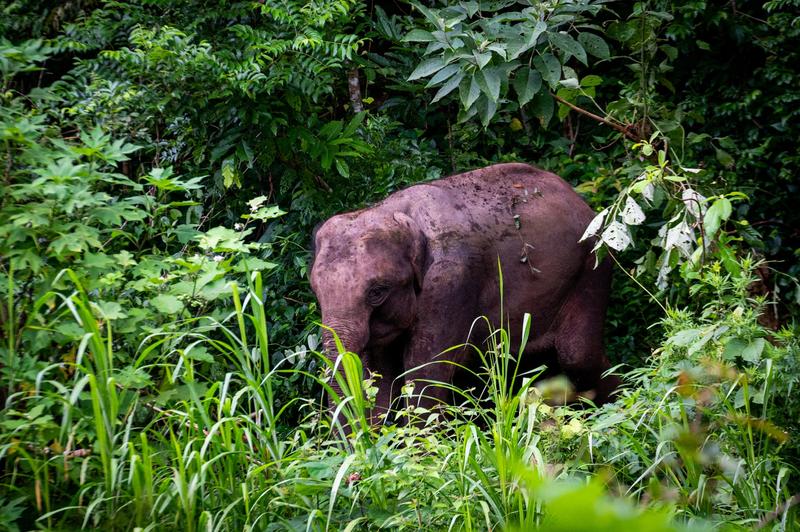 野象谷有孔雀放飞的地方吗