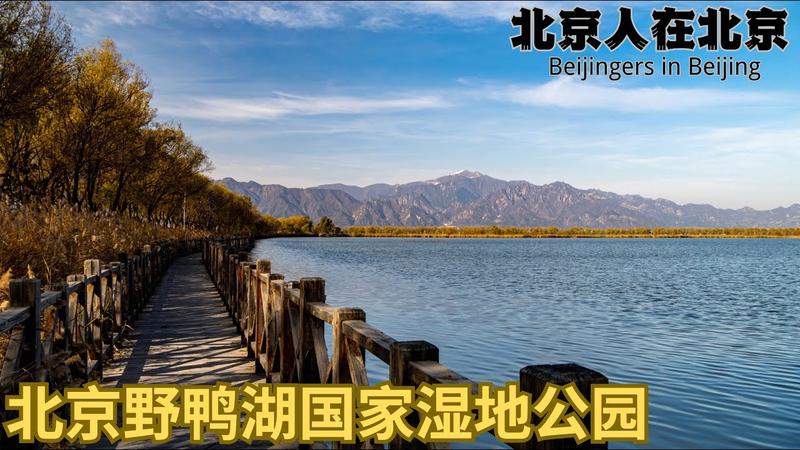 野鸭湖国家湿地公园