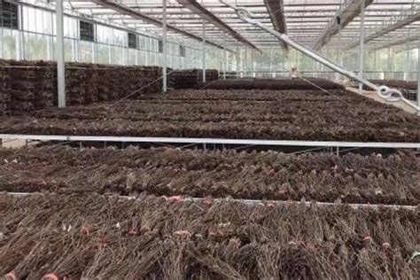 金蝉养殖是不是靠谱