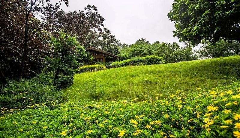 铁山坪森林公园