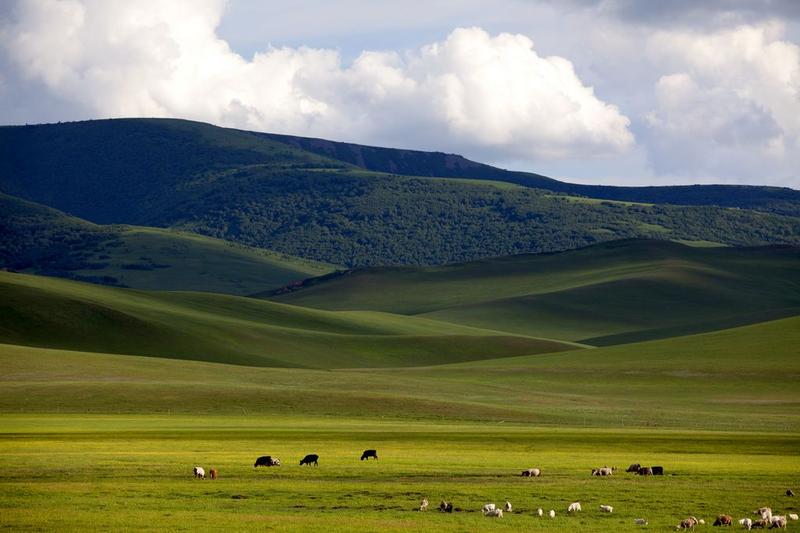 锡林郭勒大草原