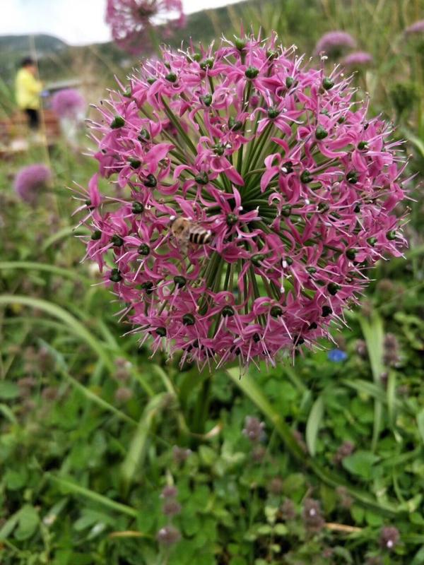 阿西里西韭菜坪面积多大