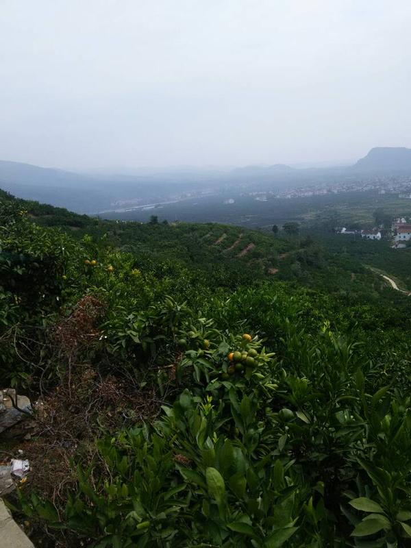 附近橘子采摘园