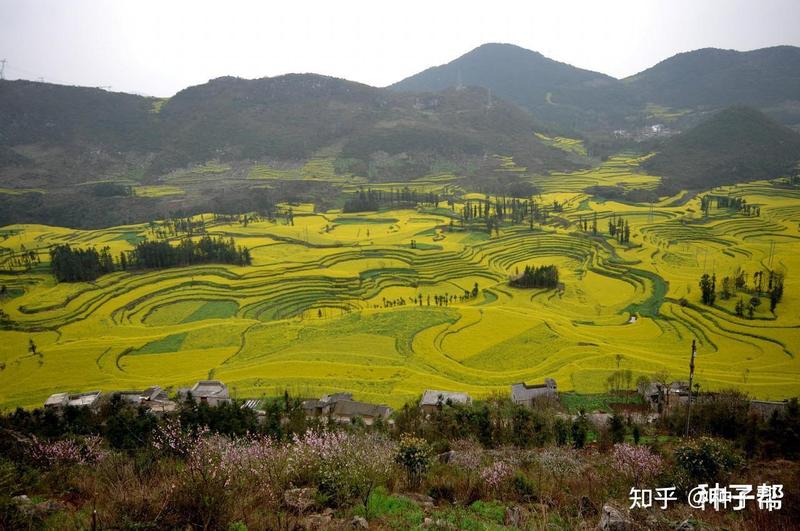 附近油菜花园在哪里