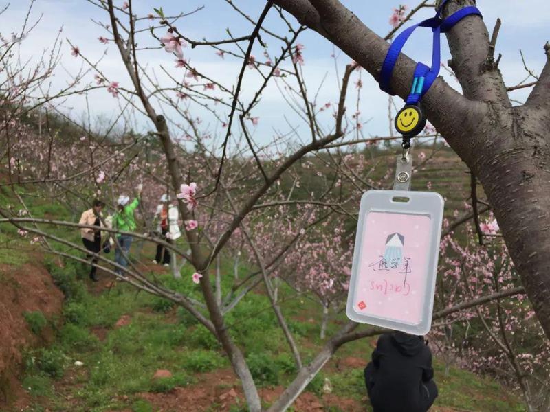 附近那里有桃树