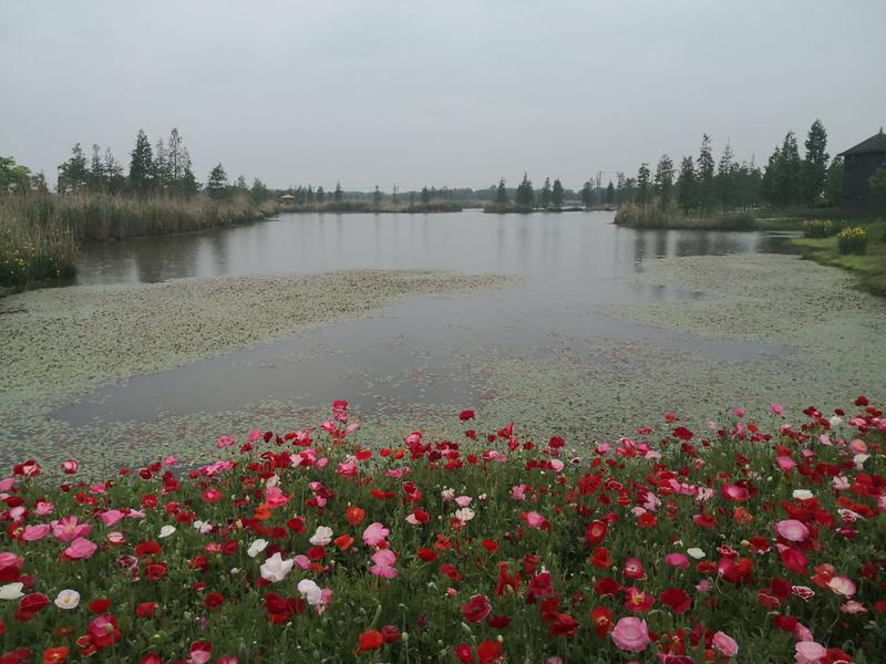 青西郊野公园景色介绍