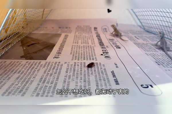 饭甑尖爬上去要多久