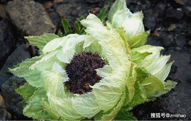 高山上的雪莲花