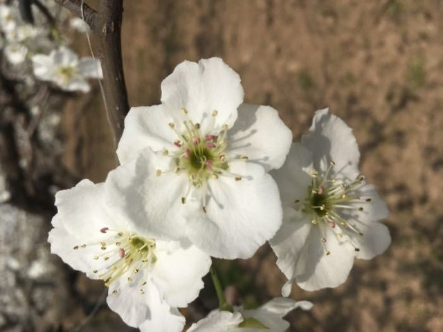 鳌头镇必去三个景点
