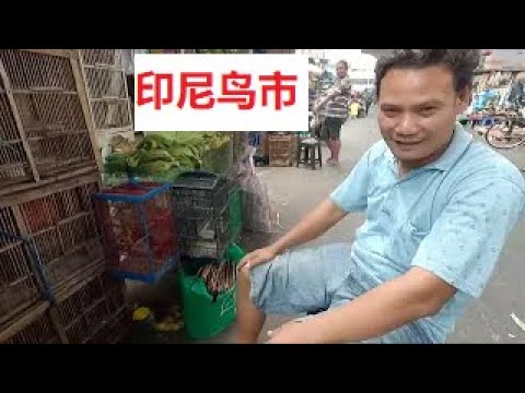 鸟市是哪个城市