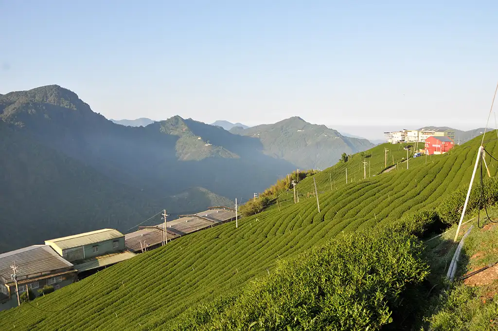 鼓山1800是海拔吗