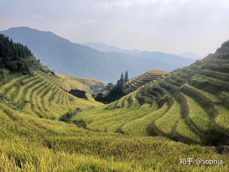龙脊梯田十一月